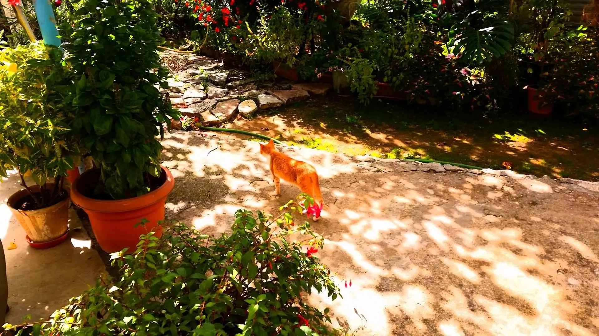 Country house The Grandfather'S Room Himare Albania